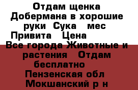 Отдам щенка Добермана в хорошие руки. Сука 5 мес. Привита › Цена ­ 5 000 - Все города Животные и растения » Отдам бесплатно   . Пензенская обл.,Мокшанский р-н
